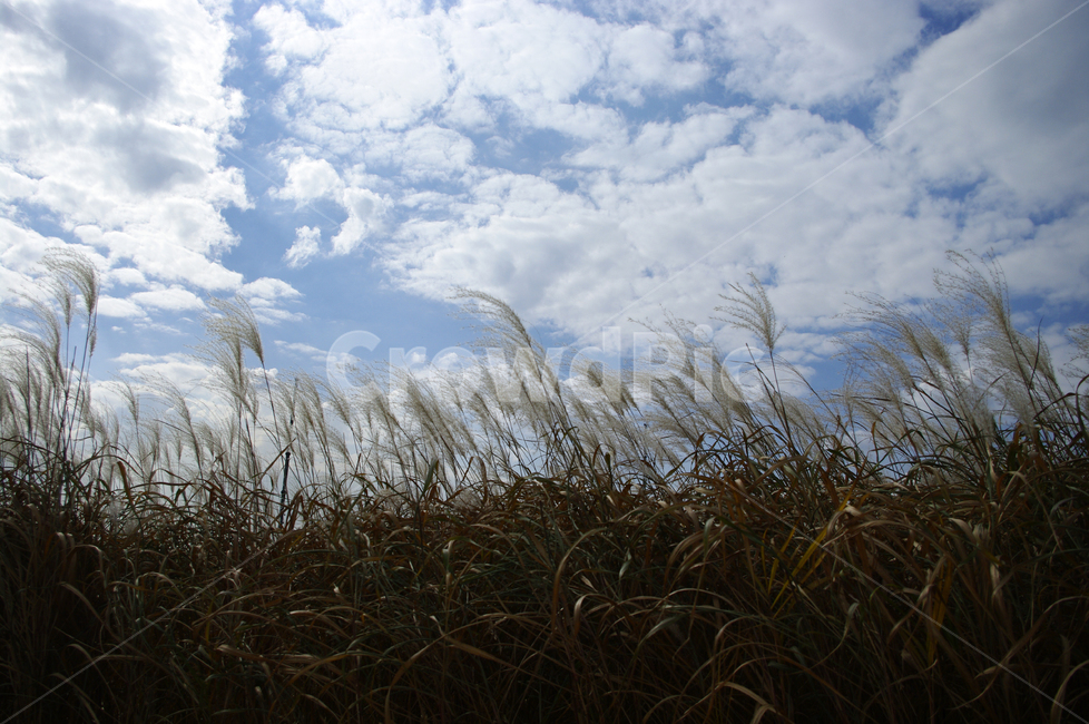 가을,억새,자연,nature,식물,하늘,구름,자연,풍경,nature,landscape,grass,잔디,plant,lawn,reed,갈대