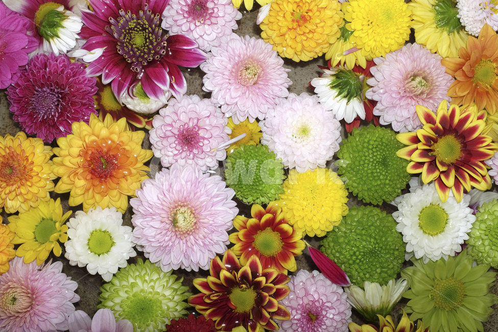 국화,꽃,가을,칼라,color,자연,접사,flower,closeup,chrysanthemum,autumn,fall,season