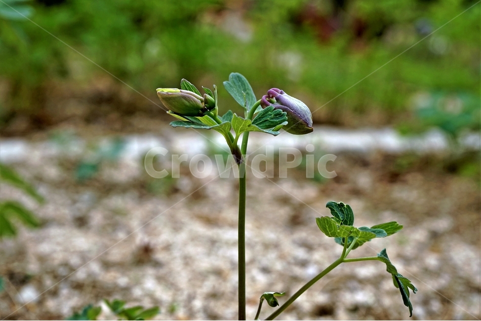매발톱꽃,꽃,columbine,buds,leaves,beforeflowering,미나리아제비과,식물,자연,plants,nature,꽃,flower