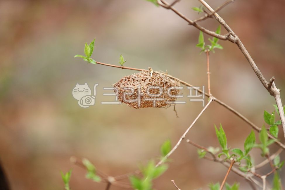 moth,larva,Chestnut mountain silkworm moth,cocoon,house