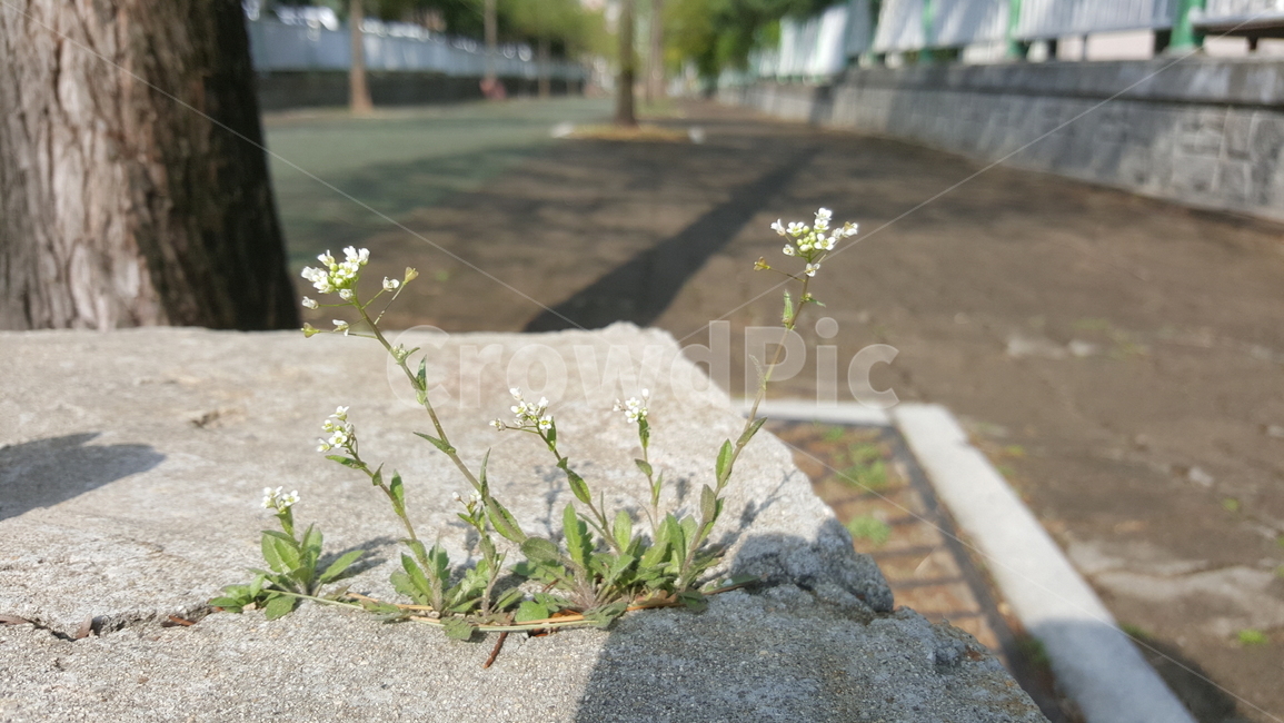 꽃,길거리꽃,그림자,식물,자연,바위꽃,돌꽃,생명,flower