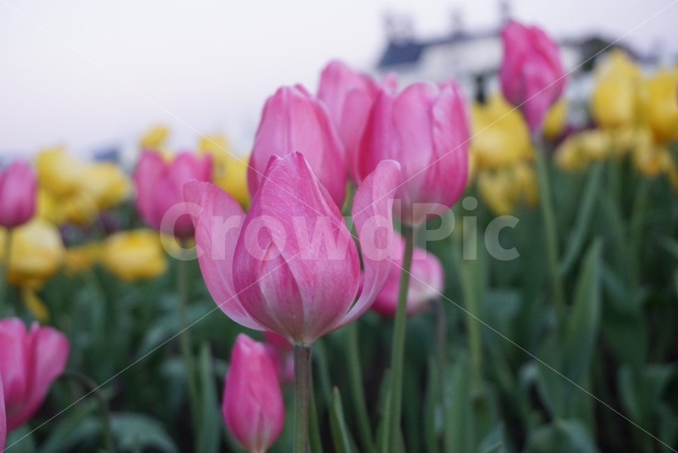 튤립,봄꽃,flower,봄사진,봄느낌,느낌사진,감성사진,봄,spring,식물,자연,plants,nature,꽃,flower