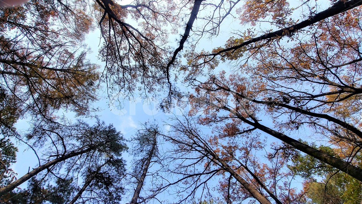 만추,늦가을,쓸쓸함,낙엽,가을정취,가을풍경,가을,가을,계절,fall,autumn,season,자연,풍경,nature,landscape,tree,나무,plant,식물,tree trunk,나무 줄기