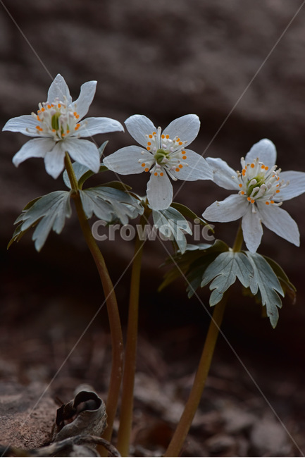 너도바람꽃,whitesnowdrop,야생화,이른봄,희귀식물,흰색,식물,자연,plants,nature,꽃,flower