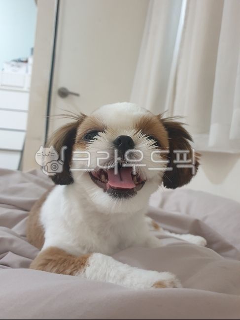 강아지,귀여운시츄,귀여운강아지,귀여운댕댕이,예쁜강아지,dog,animal,mammal,puppy,pet,애완동물,포유류,개,웃는강아지