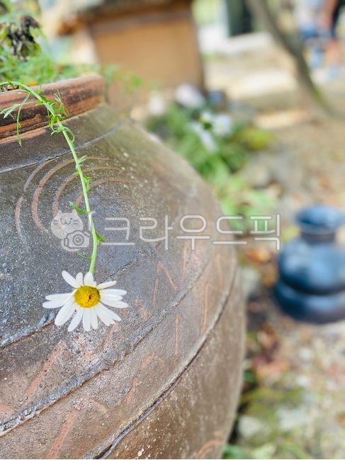 항아리,옹기,한국전통,한국문화,오브젝트,감성,힐링,김장독,꽃,식물,데이지,flower,plant,koreantraditional,koreanculture,blossom