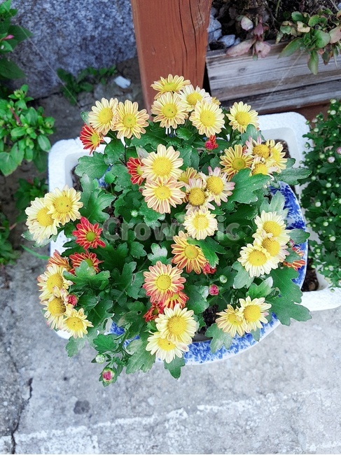 plant,식물,blossom,꽃,flower,노란꽃,식물,자연,plants,nature,꽃,flower