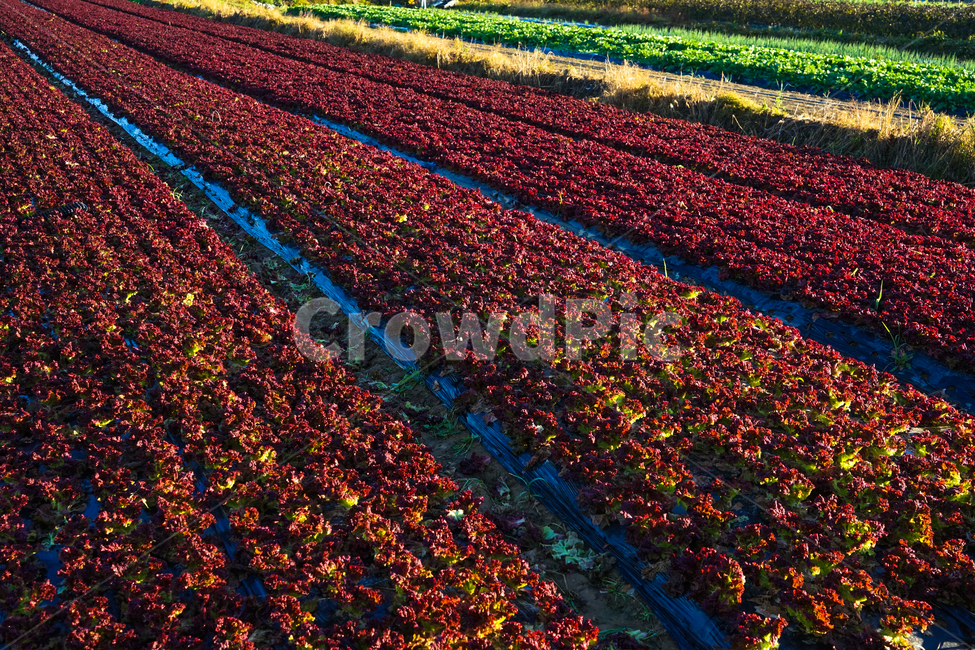 채소,채마밭,야채,밭,재배,식물,농사,농업,산업,industry,industrial,농업,농사,agriculture,farming,farming industry