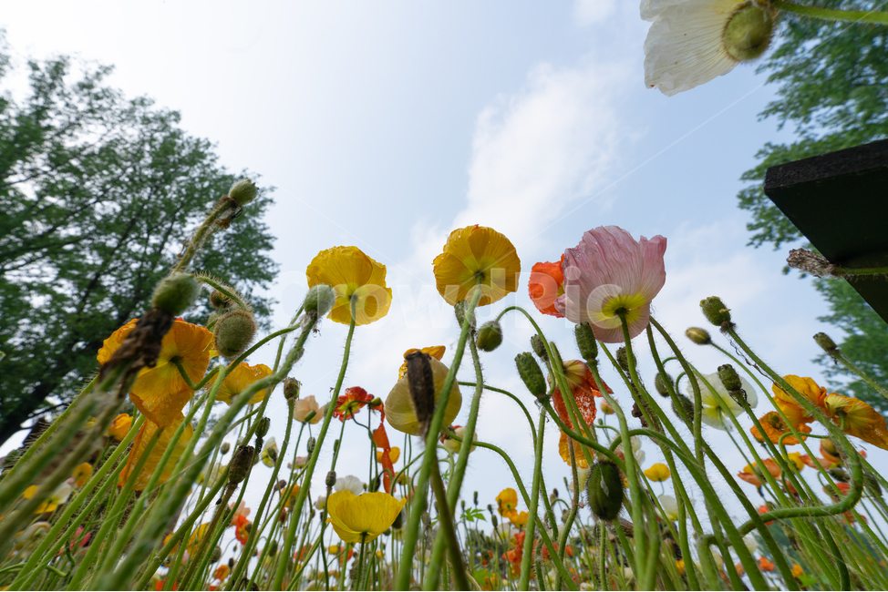 꽃,하늘,양귀비,꽃양귀비,나무,맑음,flowers,sky,cloud,구름,tree,식물,자연,plants,nature,꽃,flower