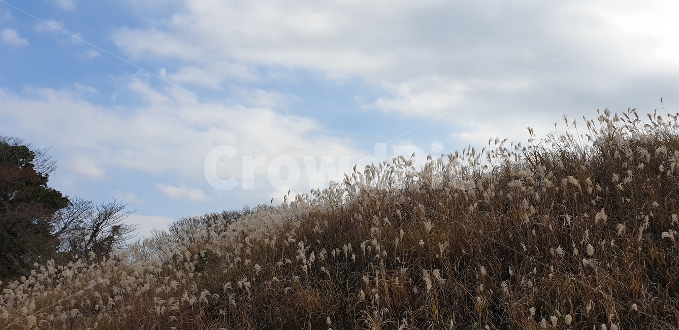 햇살,갈대,자연,하늘,구름,가을,가을,계절,fall,autumn,season,grass,잔디,plant,식물,lawn