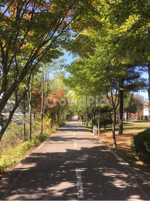춘천,공지천,산책로,산책,나무,길,자연,풍경,nature,landscape,한국자연풍경,한국자연경관,korea nature landscape,식물,plants,나무,trees,wood,tree,plant,tree trunk,나무 줄기,outdoors,옥외,garden,정원,arbour,정자