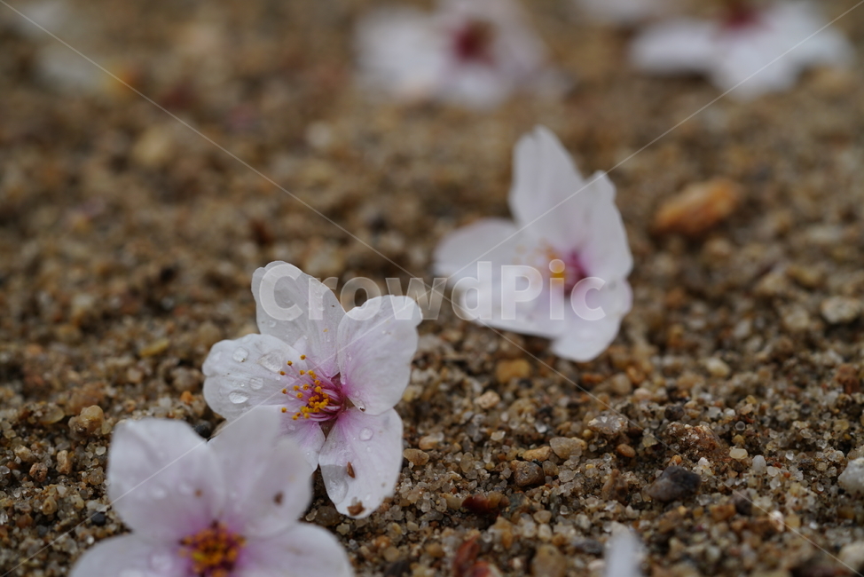 벚꽃,꽃,계절,봄,봄꽃,플라워,flower,날씨,화이트,흰색,하얀색,생명,생물