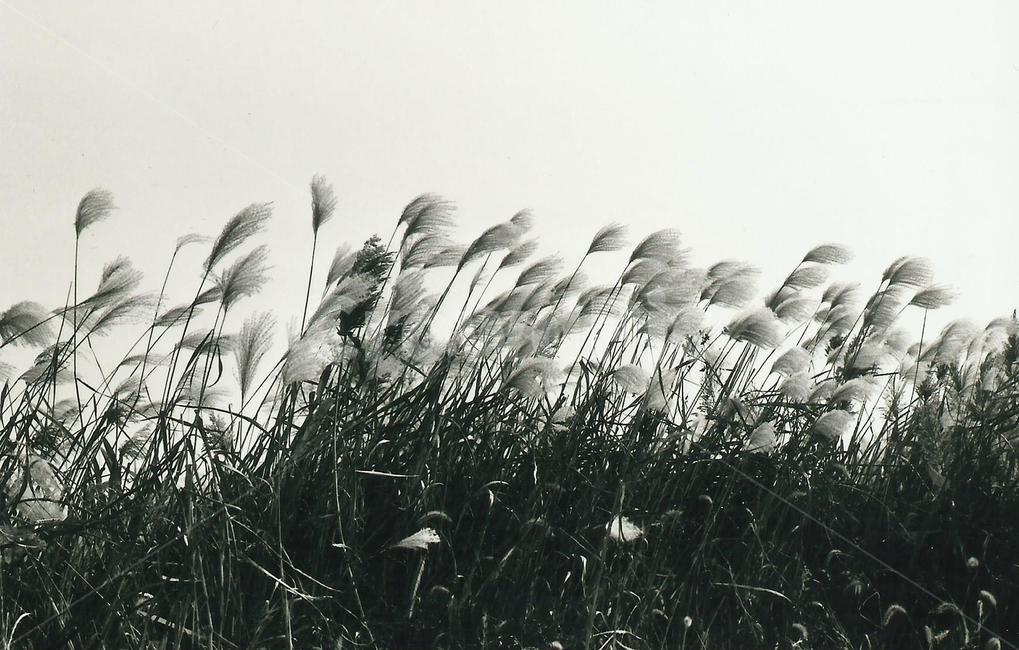 흑백필름,필름사진,감성사진,가을,갈대,풍경,자연,모노톤,계절,season,자연,풍경,nature,landscape,흑백,모노톤,monochrome,black and white,grass,잔디,plant,식물,lawn,reed