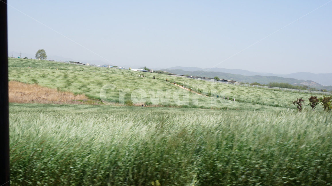 보리밭,목초지,바람,흔들림,grass,잔디,식물,field,들,outdoors,grassland,slope,자연,감성사진,자연,풍경,nature,landscape