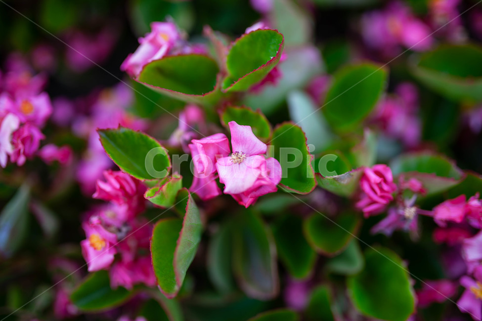 꽃,화단,flowers,식물,botanical,식물,자연,plants,nature,꽃,flower