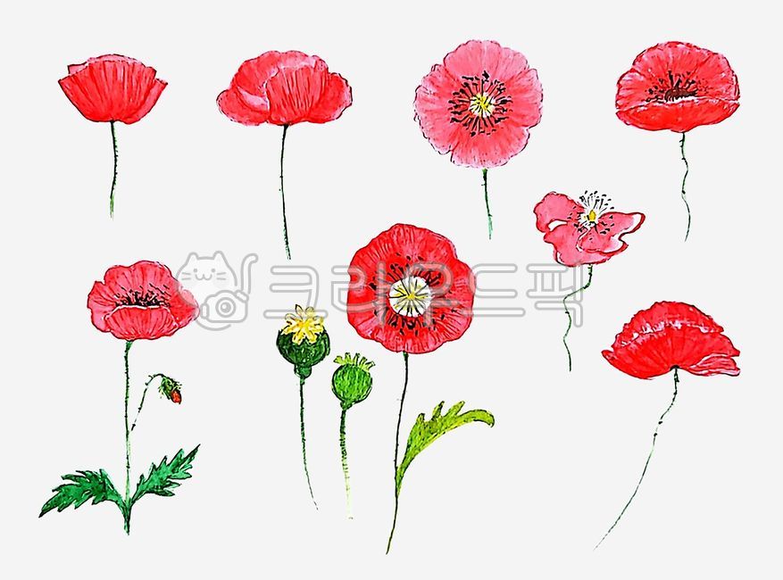 아름다움,꽃,식물학,다채로운,장식,장식적인,그림,요소,일러스트,잎,자연,식물,양귀비,빨간색,붉은,세트,빈티지,예술,수채화,야생화,야생,봄,꽃잎,패턴,여름,손그림,흰배경,누끼,poppyflower