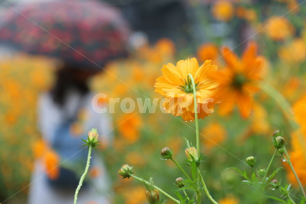 노랑,노랑코스모스,황화코스모스,꽃,올림픽공원,들꽃마루,비오는날,flower,yellow,식물,황금코스모스,가을,plant,가을,계절,fall,autumn,season,식물,자연,plants,nature,꽃,flower