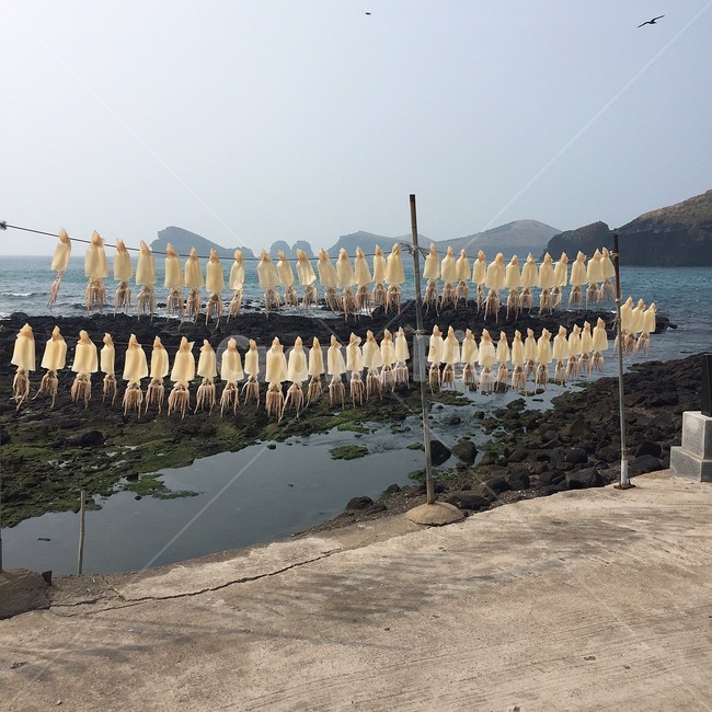 오징어말리기,건조오징어,건조,제주,오징어,음식,식재료,요리,food,cook,meal,dishes,food reserves,수산물,해산물,fishery products,seafood