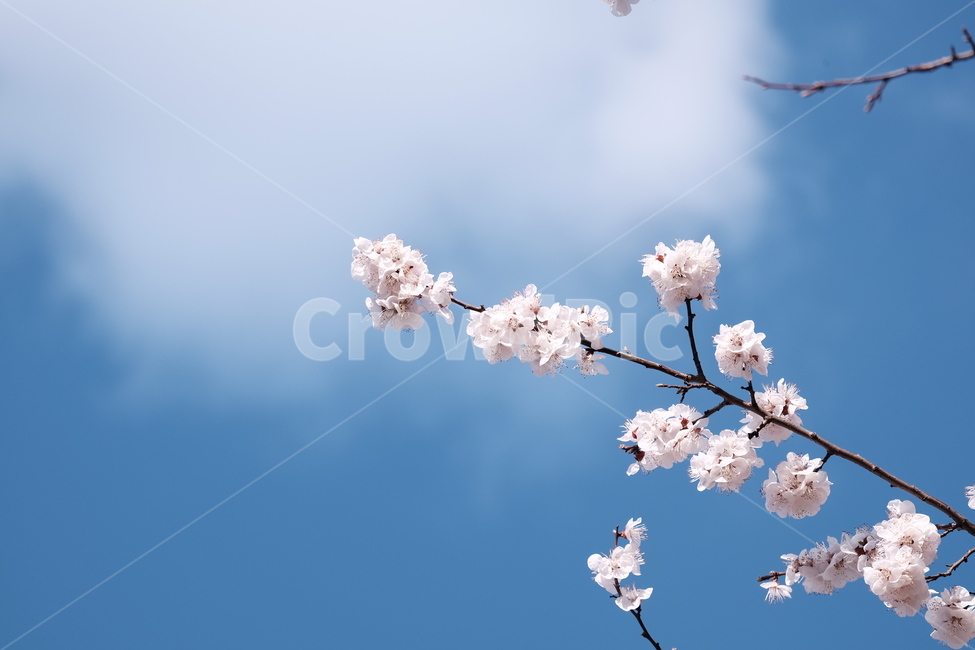 벚꽃,봄꽃,cherryblossom,flower,spring,봄하늘,하늘,봄,계절,spring,season,식물,자연,plants,nature,꽃,flower,plant