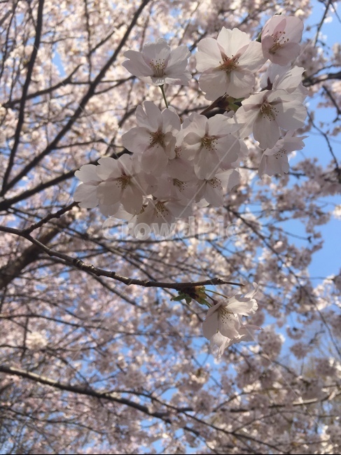 벚꽃,cherryblossom,벚나무,꽃잎,분홍색꽃,봄에피는꽃