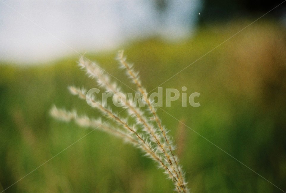 논,풀,필름,시골,자연,식물,자연,plants,nature