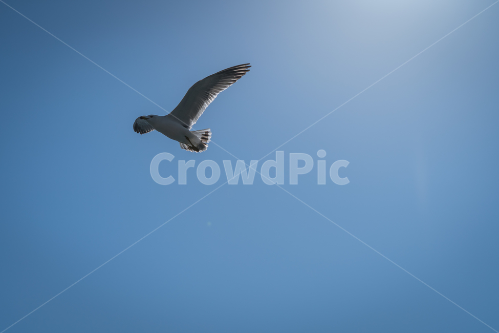 갈매기,조류,바다,비상,새,비행,seagull,창공,날다,자연,트랙킹,연사,순간포착,동물,animal,조류,새,birds