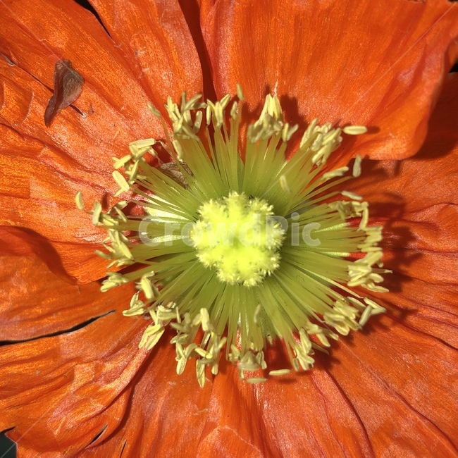 꽃,꽃술,수술,암술,화분,꽃가루