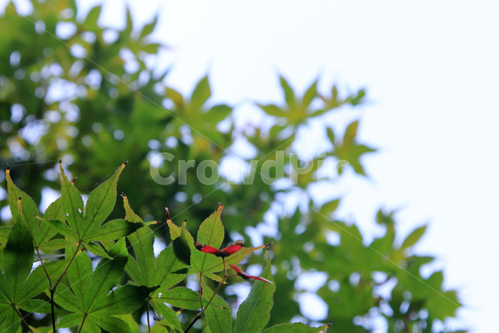 단풍,한국,가을,나뭇잎,maple,leaf,green,식물,자연,plants,nature