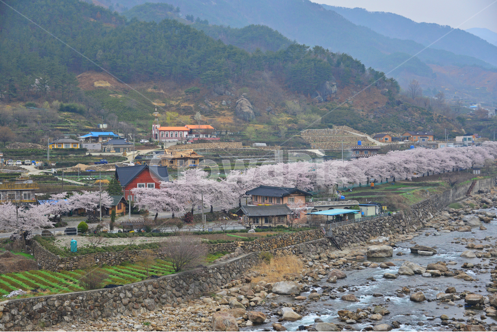 nature,자연,weather,날씨,outdoors,옥외,plant,식물,경치,경관,풍경,경남,하동,섬진강변,벚꽃길,화개십리벚꽃길,봄,계절