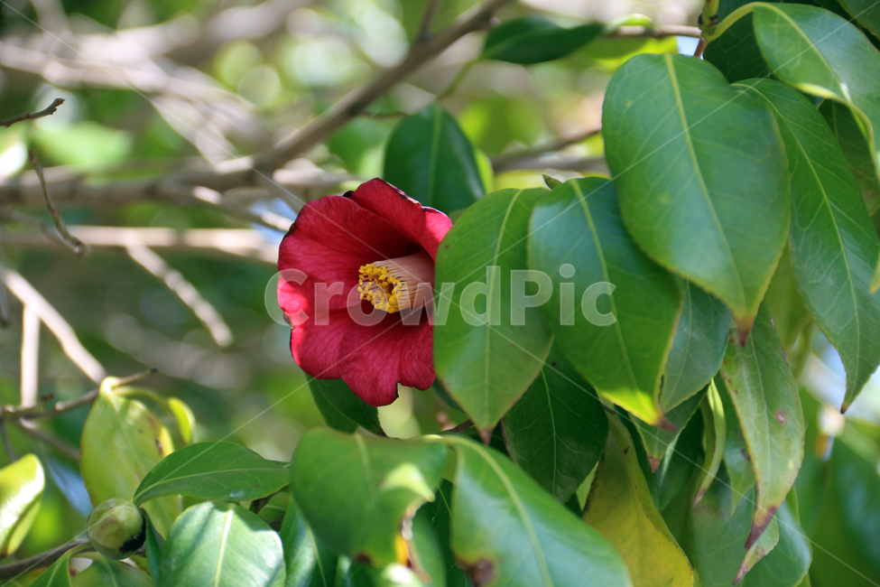 일본,가고시마,꽃,봄,자연,산책,식물,정원,봄,계절,spring,season,식물,자연,plants,nature,꽃,flower,plant,geranium,제라늄,blossom