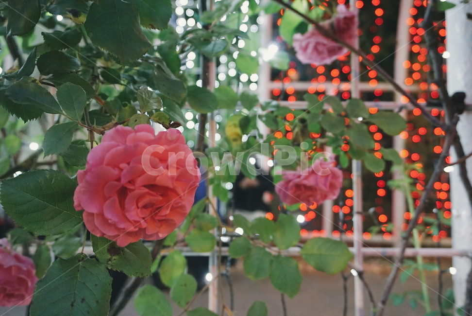 울산대공원,장미축제,울산대공원장미원,장미,꽃,장미꽃,식물,자연,plants,nature,꽃,flower