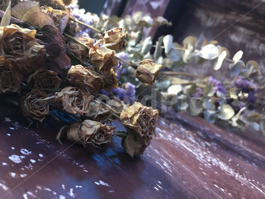 드라이플라워,꽃,플라워,사랑,이별,식물,자연,plants,nature,꽃,flower
