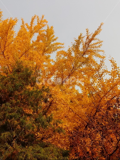 가을,단풍,낙엽,maple,plant,식물,단풍나무,단풍잎,leaf,잎,tree,나무,계절,fallautumnseason,가을단풍,자연,풍경,경치,가을,계절,fall,autumn,season,식물,자연,plants,nature,나무,trees,wood