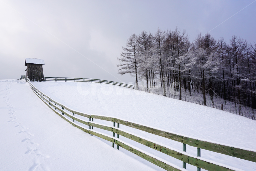 강원도,한국겨울,대관령,양떼목장,눈,snow,겨울,winter,눈꽃,snowflake,handrail,banister,겨울,계절,winter,season,자연,풍경,nature,landscape
