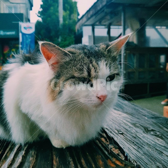 고양이,cat,동물,길거리,street,mammal,animal