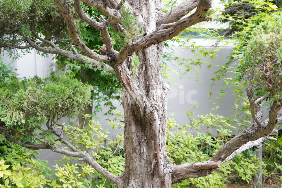 나무,고목,세월,초록,가지,흔적,거목