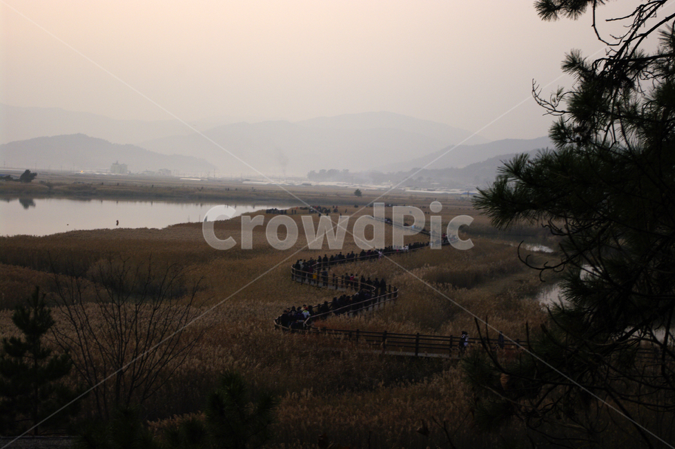 순천만,노을,풍경,하늘,갈대밭,갈대,식물,plant,자연,풍경,nature,landscape,scenery,outdoors,옥외,경치