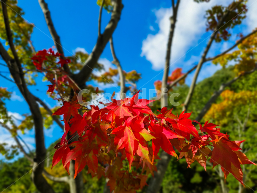 plant,식물,leaf,잎,tree,나무,낙엽,단풍,자연,가을,하늘,계절,구름,가을,계절,fall,autumn,season,식물,자연,plants,nature
