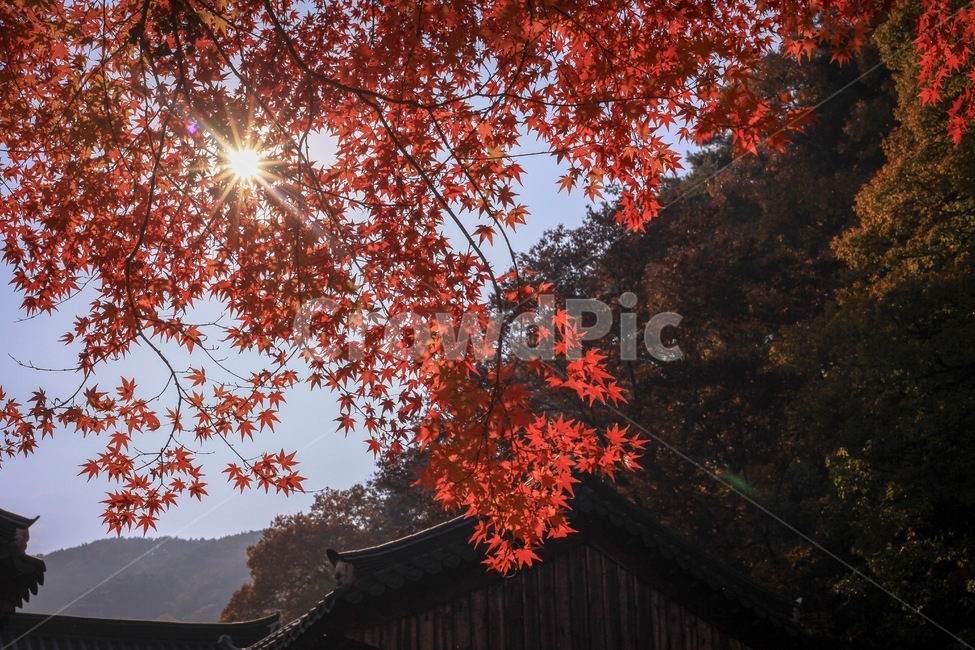 단풍,하늘,산,기와집,풍경,햇빛,빛,해,자연,가을,계절,fall,autumn,season,식물,자연,plants,nature,plant,leaf,잎,tree,나무,maple