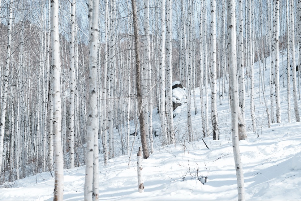 인제자작나무숲,자작나무,눈,겨울,인제,움집,겨울나무,강원도,겨울,계절,winter,season,자연,풍경,nature,landscape,outdoors,옥외