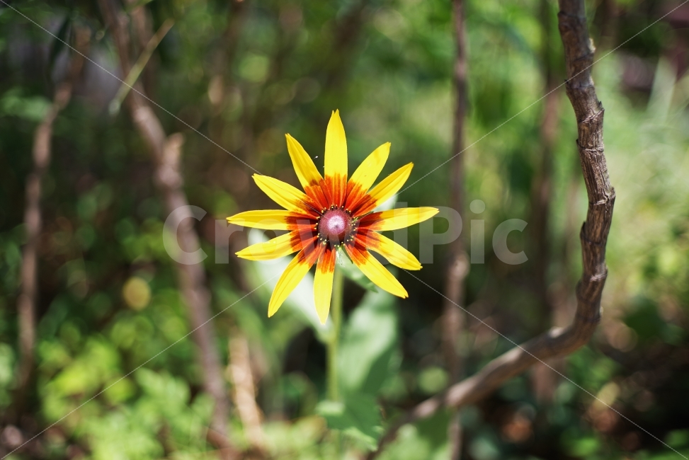 꽃,여름꽃,루드베키아,노란꽃,Flower,floral,flora,blossom,bloom,blooming,petal,leaf,yellowflower,summerflower,Rudbeckia,seasonflower,Yellow,Yellowpetal,beauty,beautiful,lovely,nature,natural,자연,꽃잎,식물,자연,plants,nature,꽃,flower