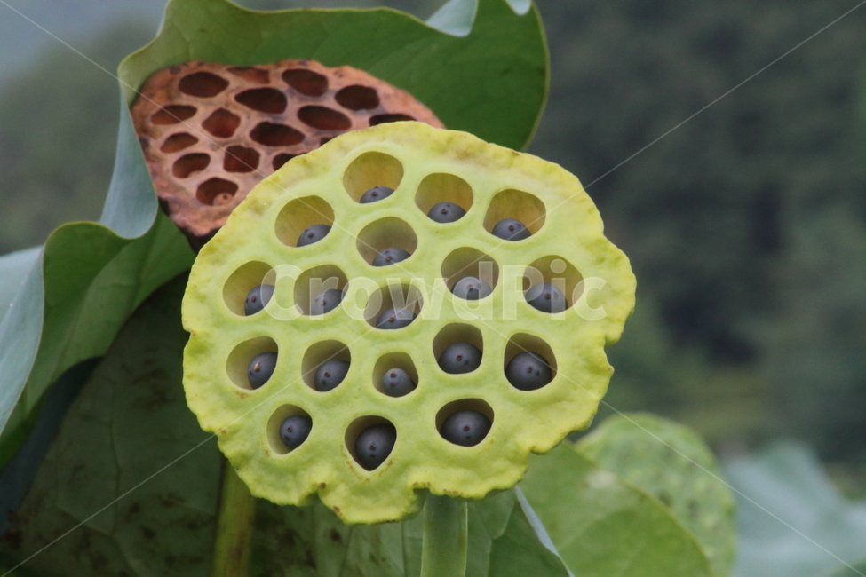 연밥,연자,연,연씨,lotus,식물,자연,plants,nature