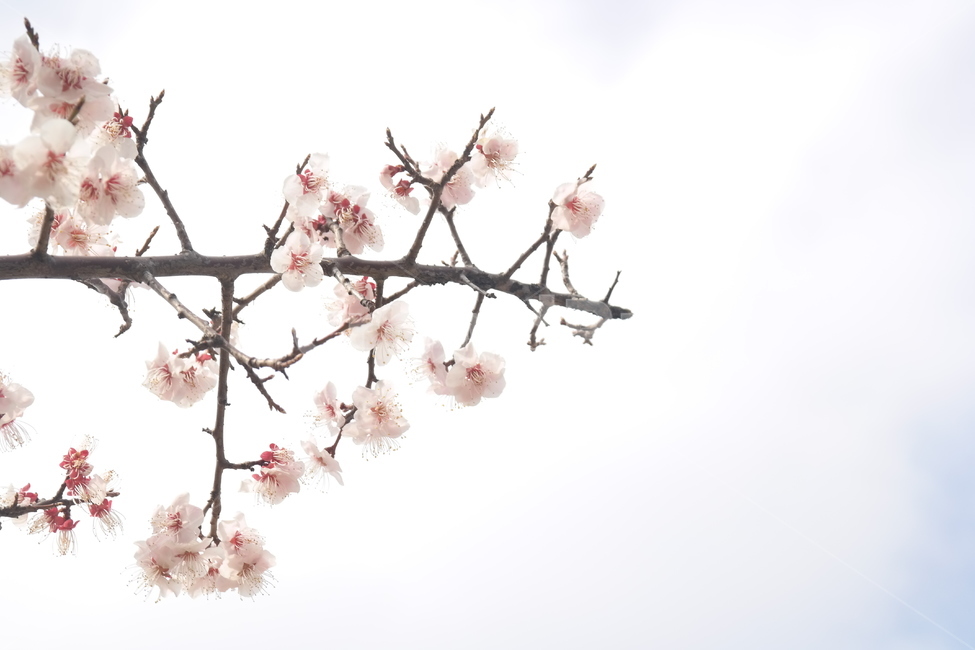 꽃,봄,하늘,자연,개화,봄,계절,spring,season,식물,자연,plants,nature,꽃,flower,plant,blossom