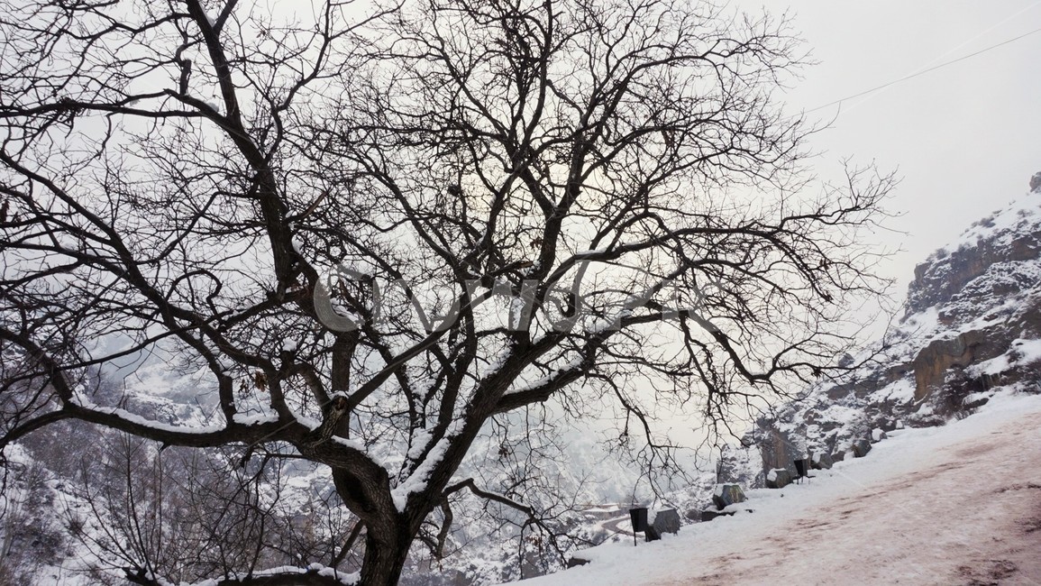 설경,나무,눈,나뭇가지,겨울풍경,자연,겨울,계절,winter,season,식물,자연,plants,nature,나무,trees,wood