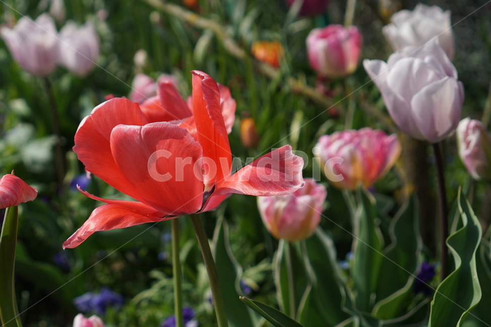 꽃,꽃밭,튤립,봄,식물,가든,정원,tulip,flower,gardening,spring,bloom,blossom,분홍꽃,주황꽃,여름,화사,자연
