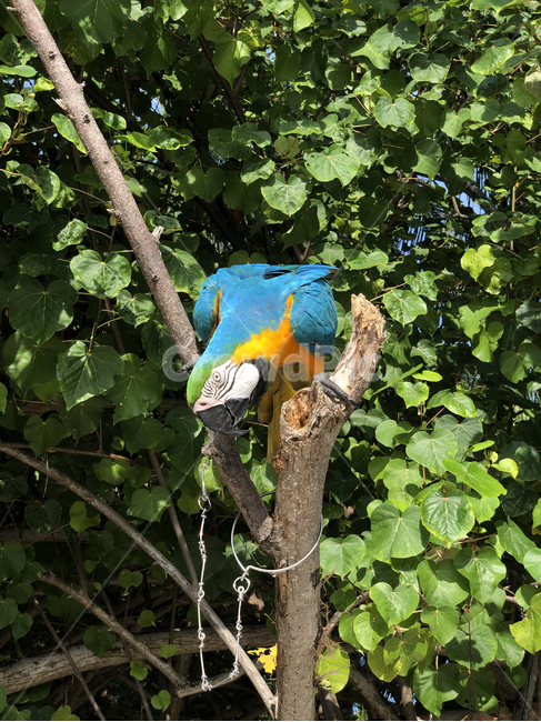 휴양지,새,bird,앵무새,parrot,tropical,트로피칼,컬러풀,colorful,부리,beak,bill,자연,nature,outdoors,옥외,숲,forest,tree,나무,나뭇잎,leaf,green,yellow,blue,animal,동물,트로피컬,동물,animal,조류,새,birds