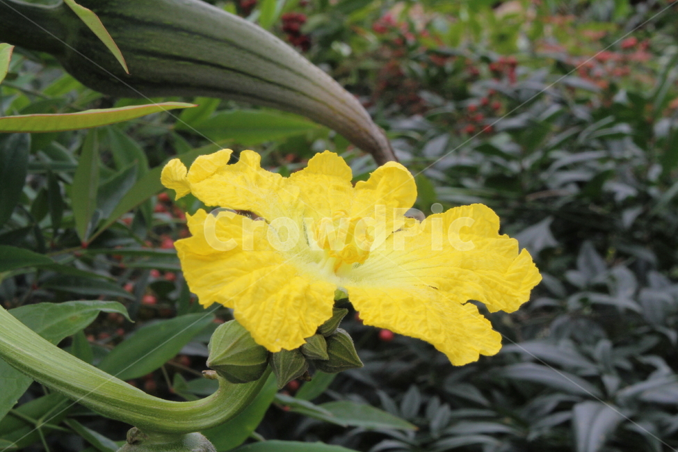 수세미,수세미꽃,꽃,식물,luffacylindrica,식물,자연,plants,nature,꽃,flower