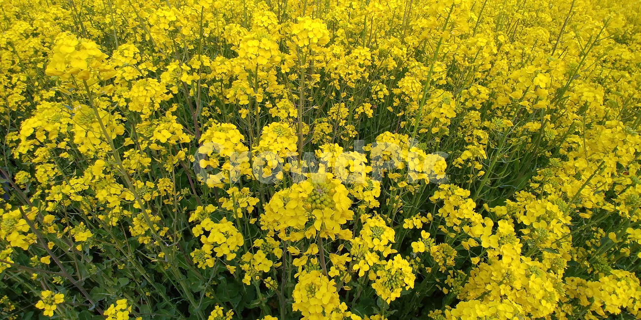 봄,꽃,꽃나무,유채꽃,유채,봄,계절,spring,season,식물,자연,plants,nature,꽃,flower,field,들