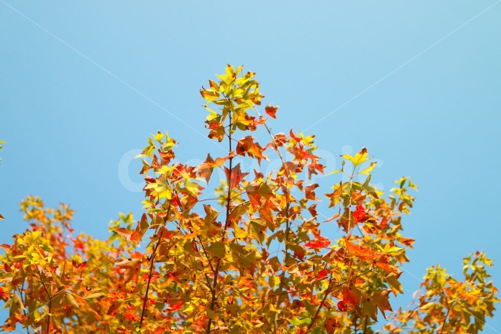 나무,낙엽,가을,단풍,가을하늘,하늘,단풍나무,가을,계절,fall,autumn,season,식물,자연,plants,nature,나무,trees,wood,plant,leaf,잎
