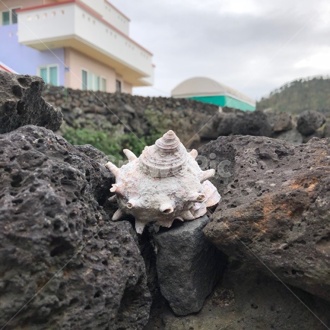 제주도,돌,소라,소라껍데기,돌담,제주,제주도,jeju,jeju island,fungus,진균류